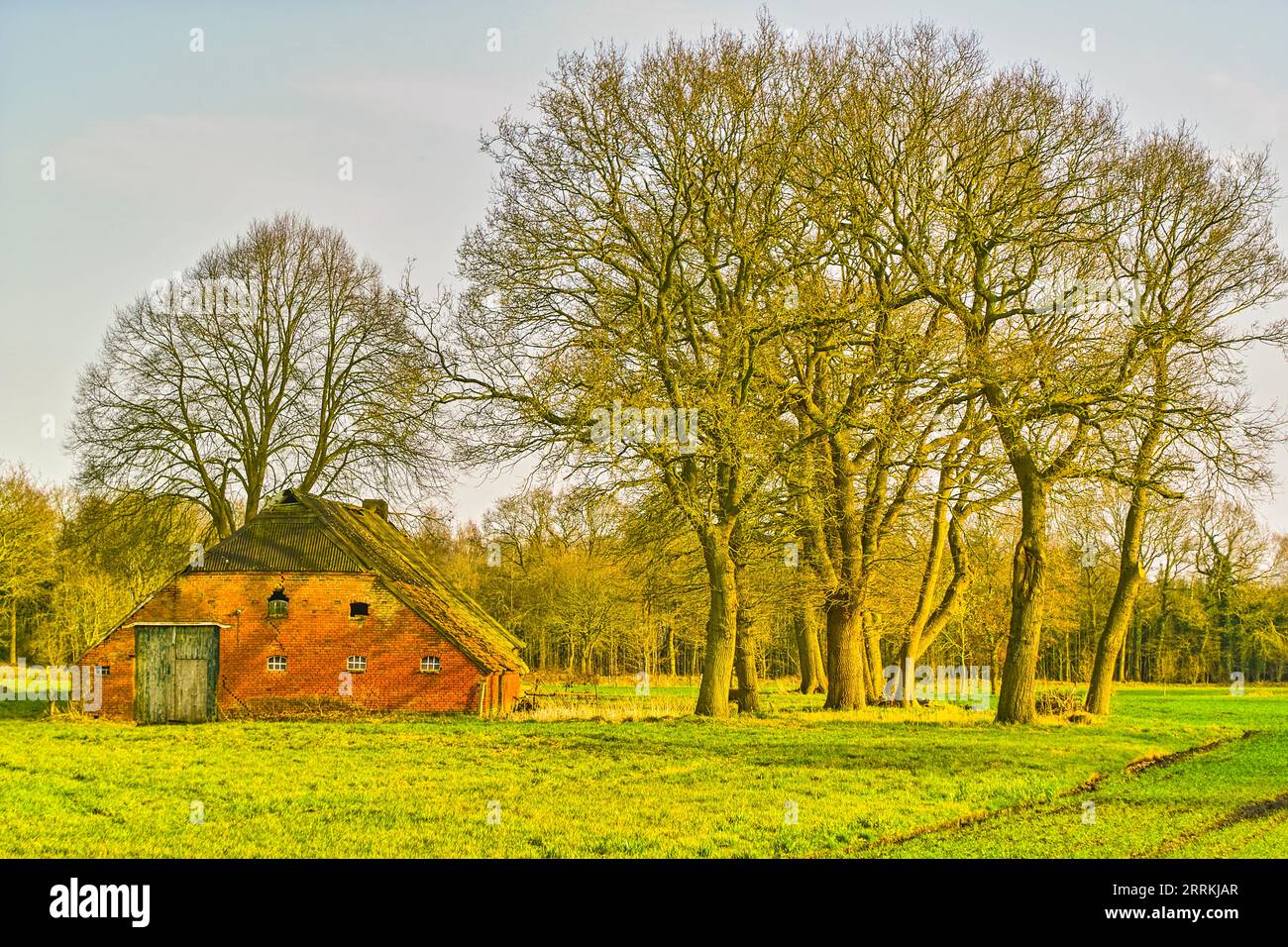 Altes Bauernhaus inmitten von Wiesen, Eichen dienten als Windschutz und für die Holzgewinnung ihrer Bewohner Stockfoto