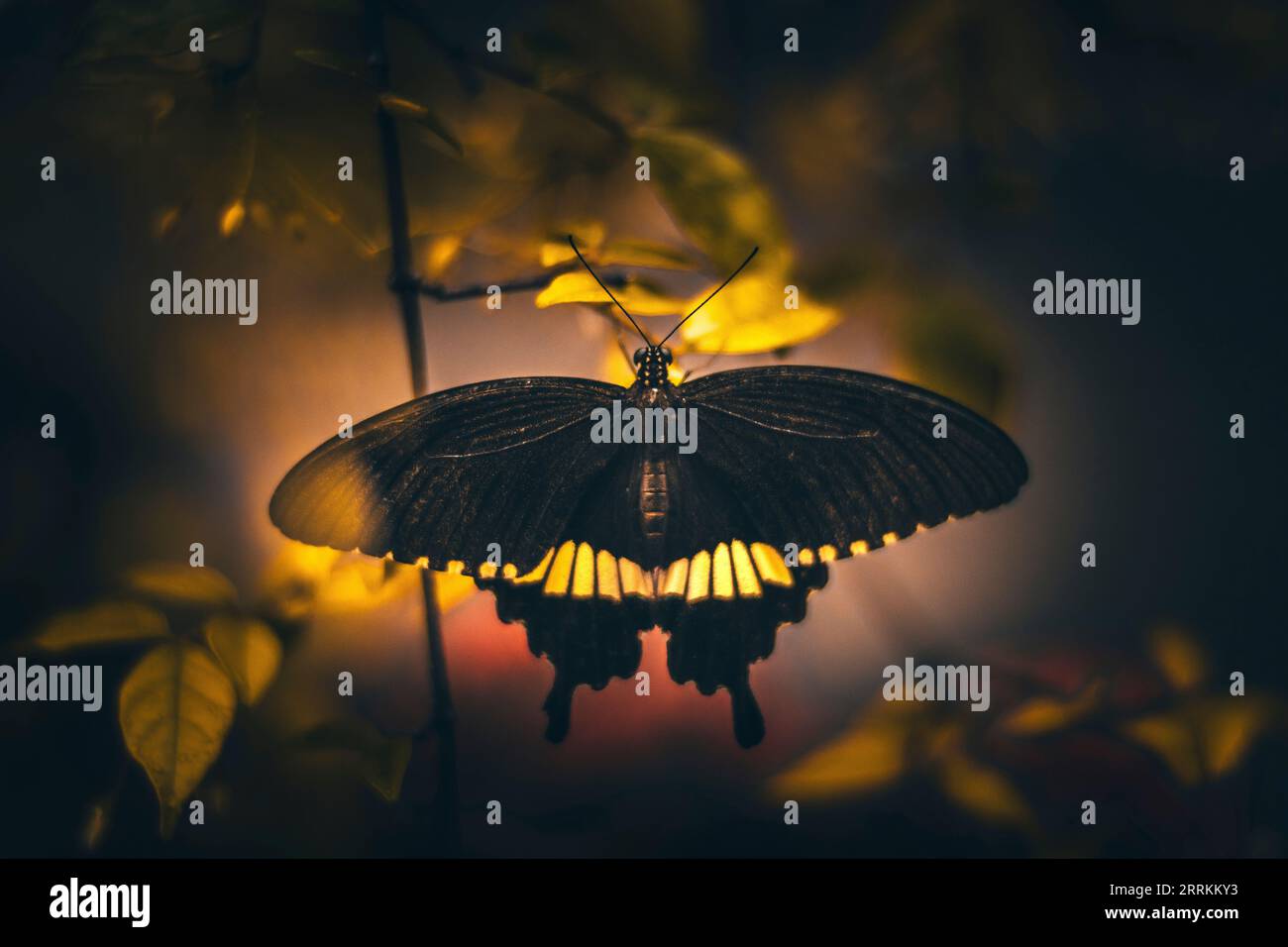 Schwarz-gelber Schmetterling auf einer Pflanze Stockfoto