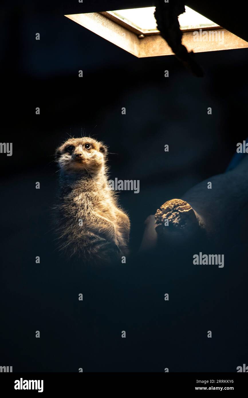 Erdmännchen vor schwarzem Hintergrund Stockfoto