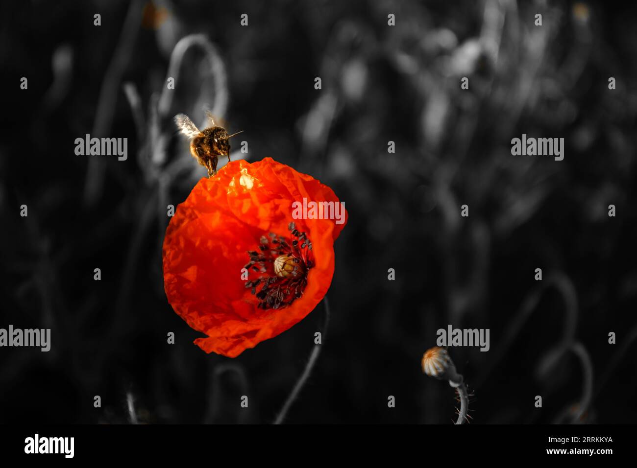 Mohnblume mit Insekten im Morgenlicht Stockfoto