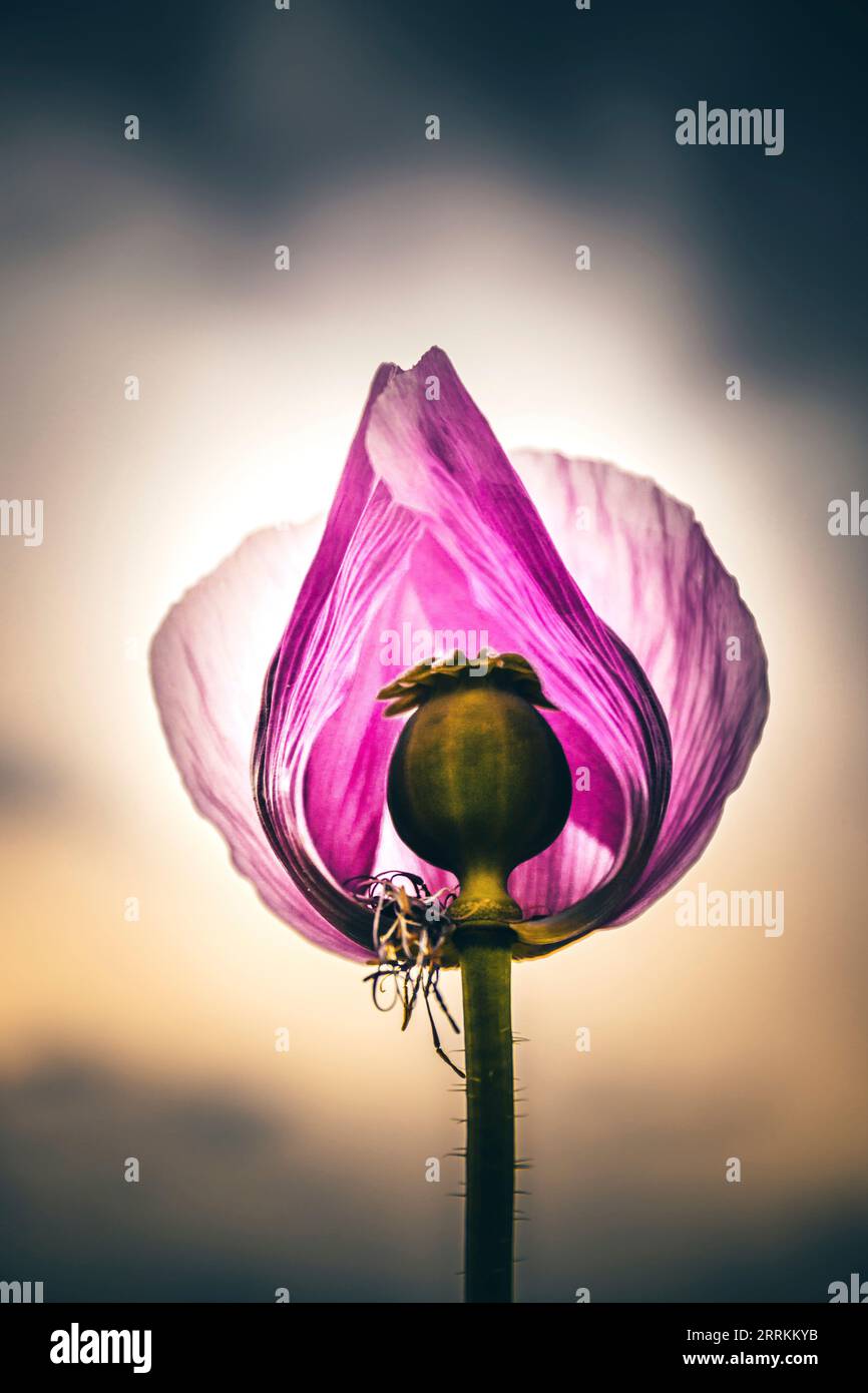 Rosa Mohnblume mit Samenschote bei Sonnenschein Stockfoto