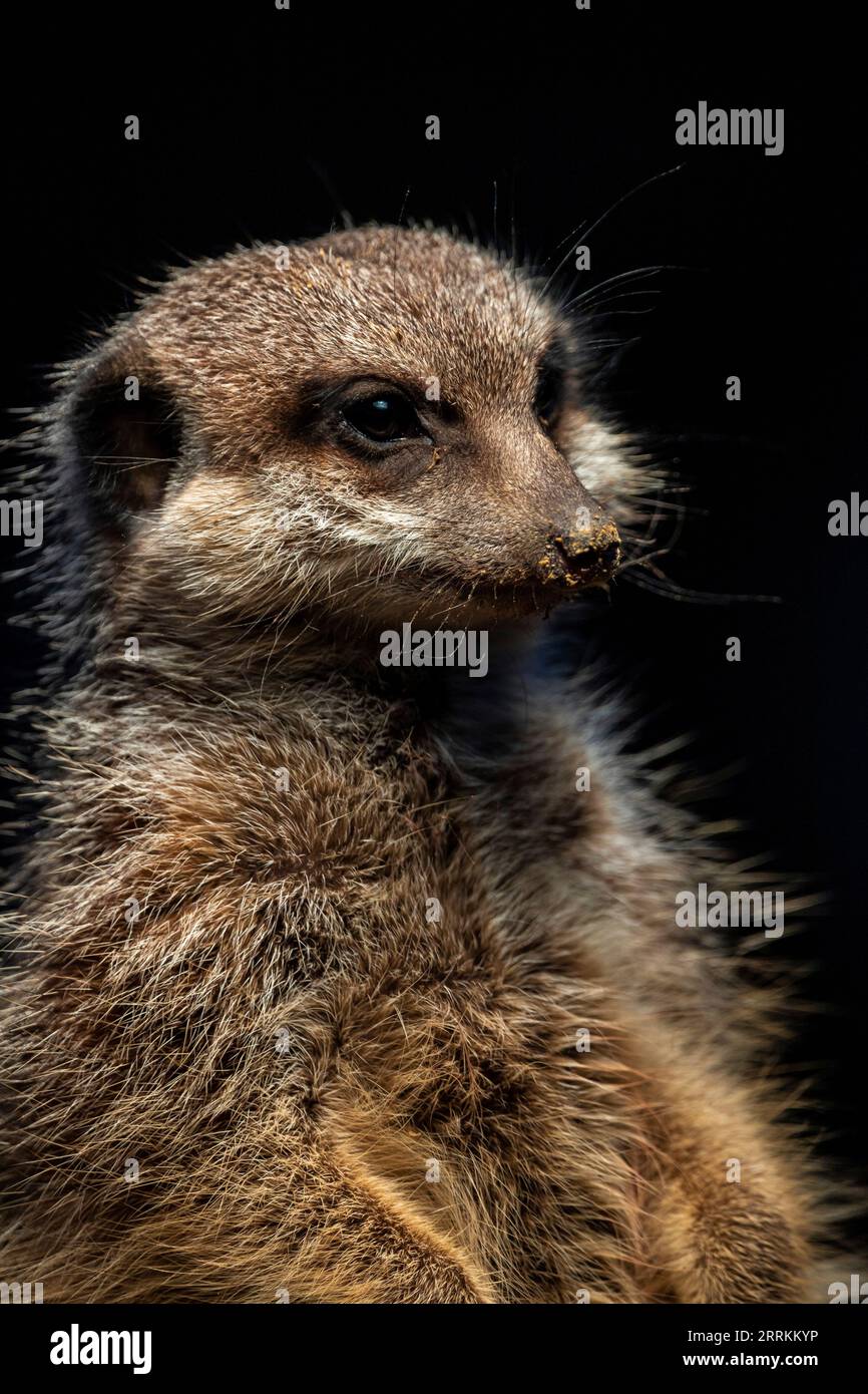 Erdmännchen vor schwarzem Hintergrund Stockfoto