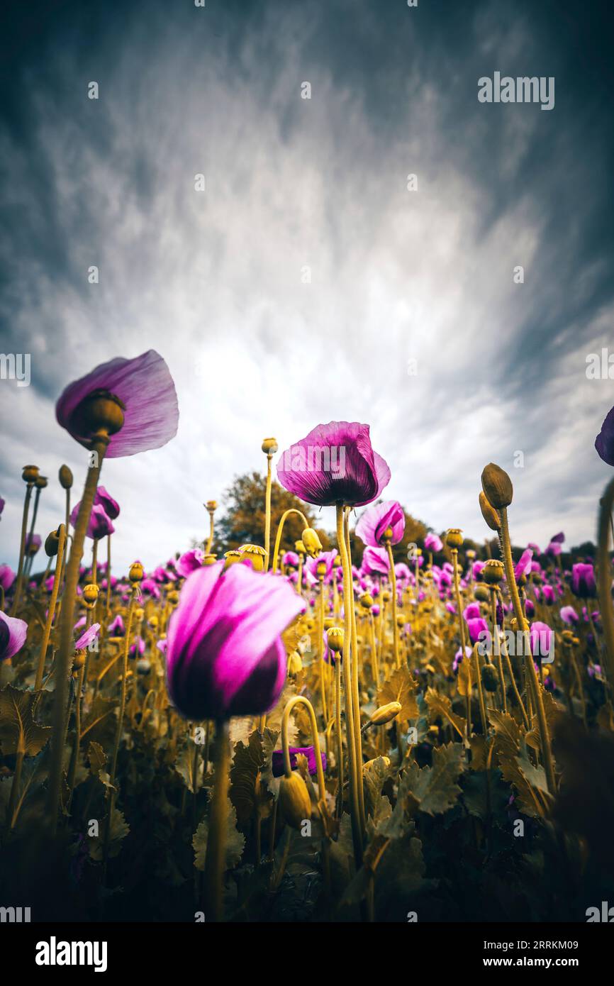 Rosa Mohnblumen bei Sonnenschein Stockfoto