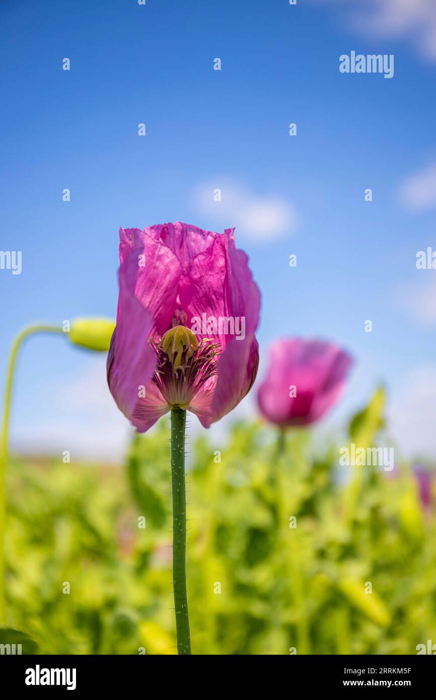 Rosa Mohnblume mit Samenschote bei Sonnenschein Stockfoto