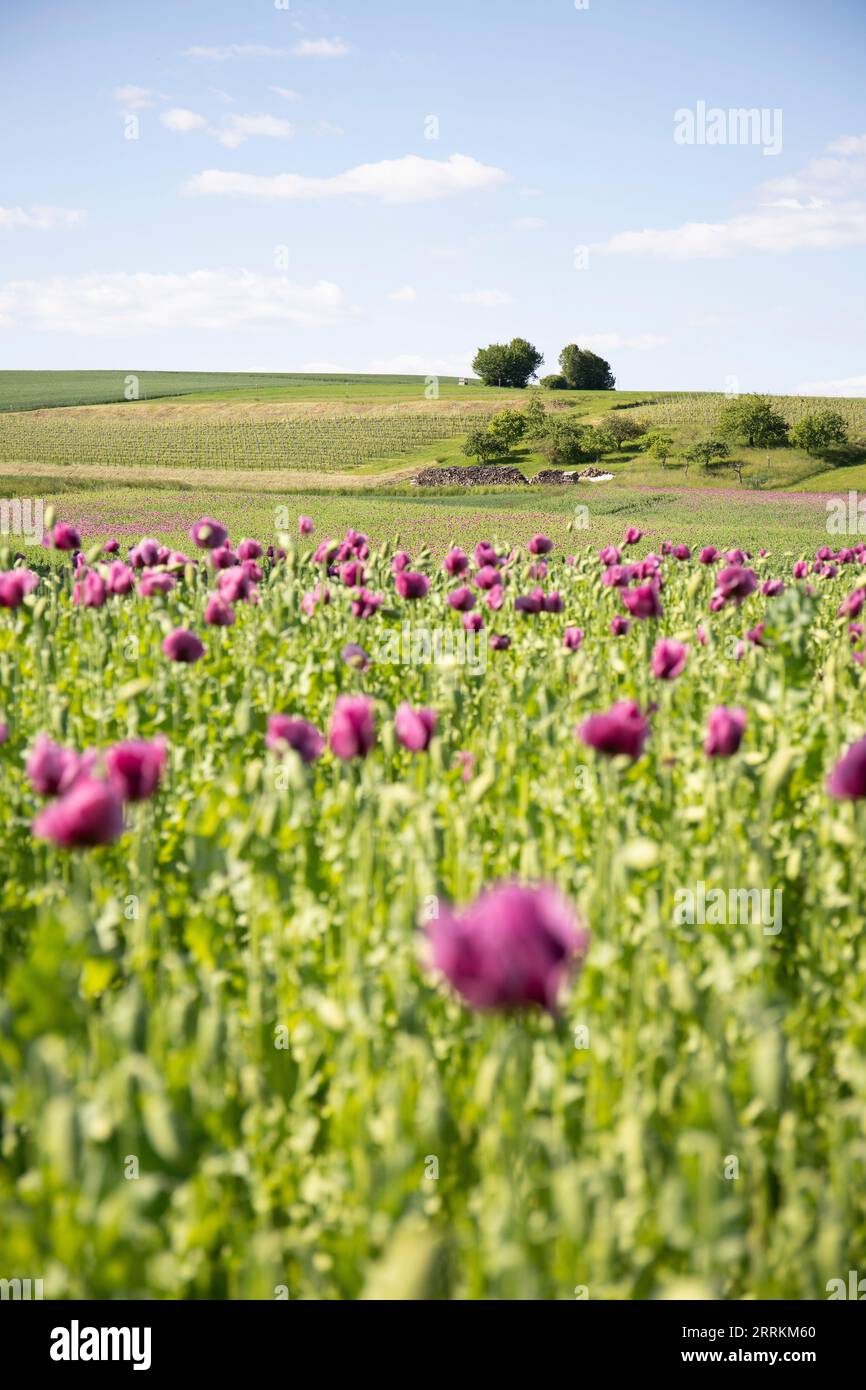 Rosafarbenes Mohnblumenfeld, schöne Blumen bei Sonnenschein Stockfoto