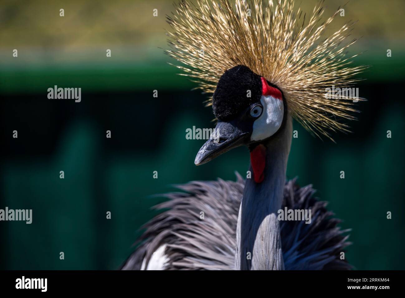 Gekrönter Kran, ein schöner Vogel mit Federkrone Stockfoto