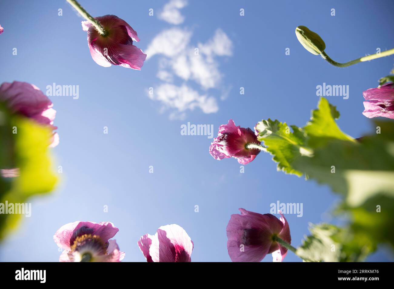 Rosafarbenes Mohnblumenfeld, schöne Blumen bei Sonnenschein, von unten Stockfoto