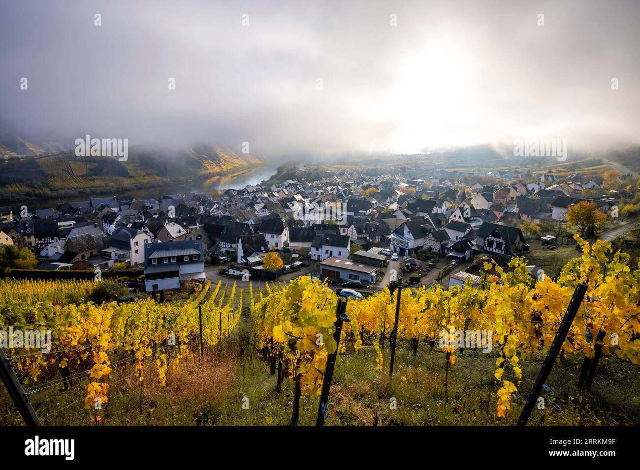 Wunderschöne Landschaft auf der Moselschleife im Herbst, gelbe Herbstfarbe der Weinberge und Weinstöcke in der Nähe der Stadt Bremm, ruhiger nebeliger Sonnenaufgang auf der Mosel in Deutschland Stockfoto