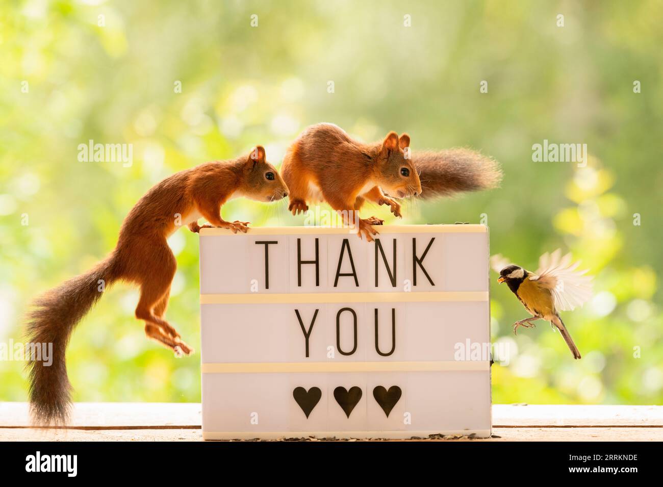 Rote Eichhörnchen stehen mit einem Schild mit den Worten Danke Stockfoto