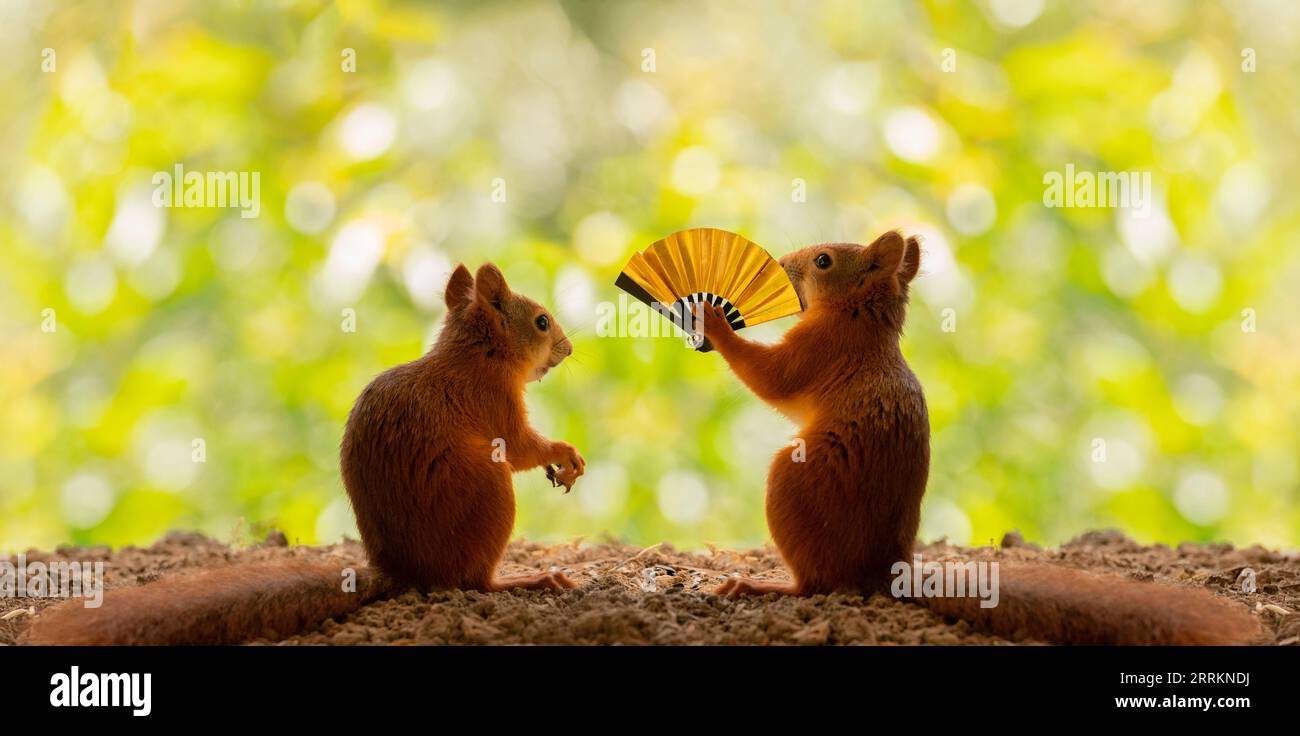 Rote Eichhörnchen mit klappbarem Ventilator Stockfoto