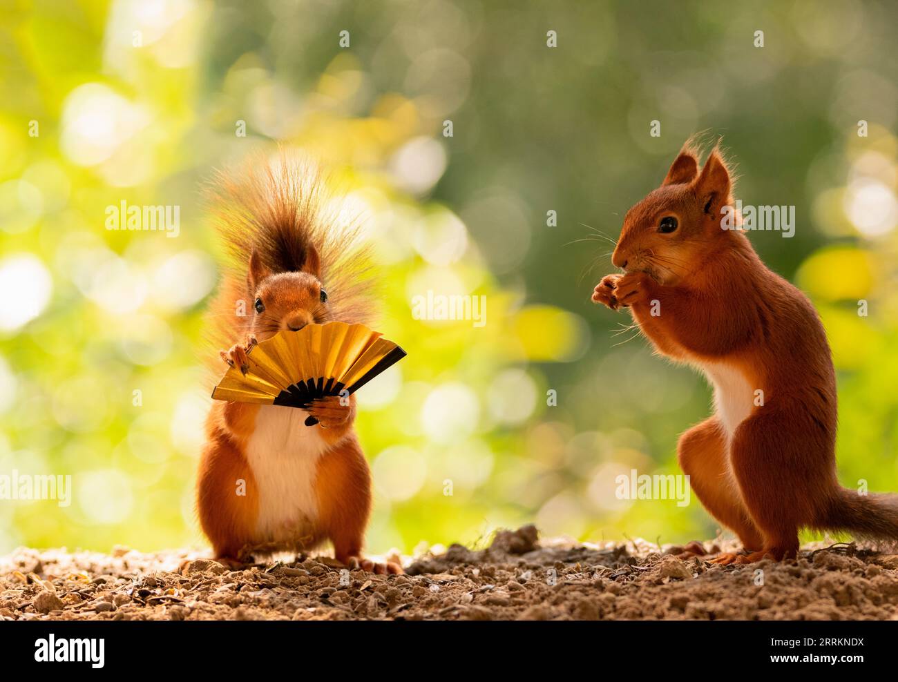 Rotes Eichhörnchen mit klappbarem Lüfter Stockfoto