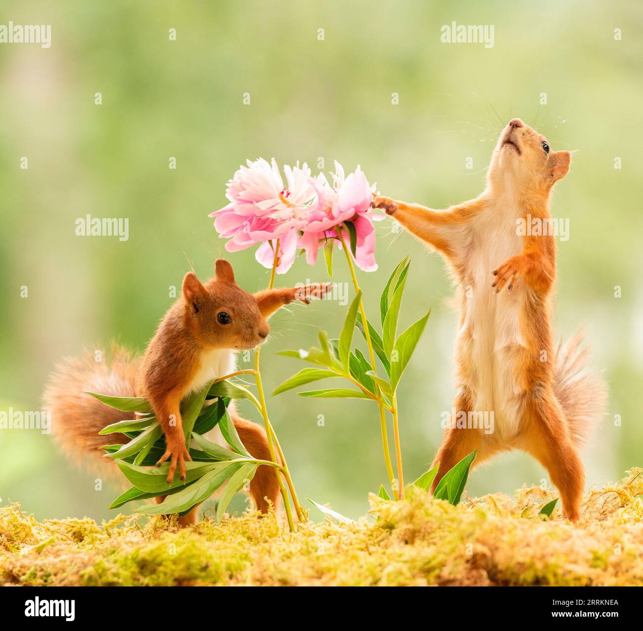 Rote Eichhörnchen stehen mit Pfingstrosenblüten Stockfoto