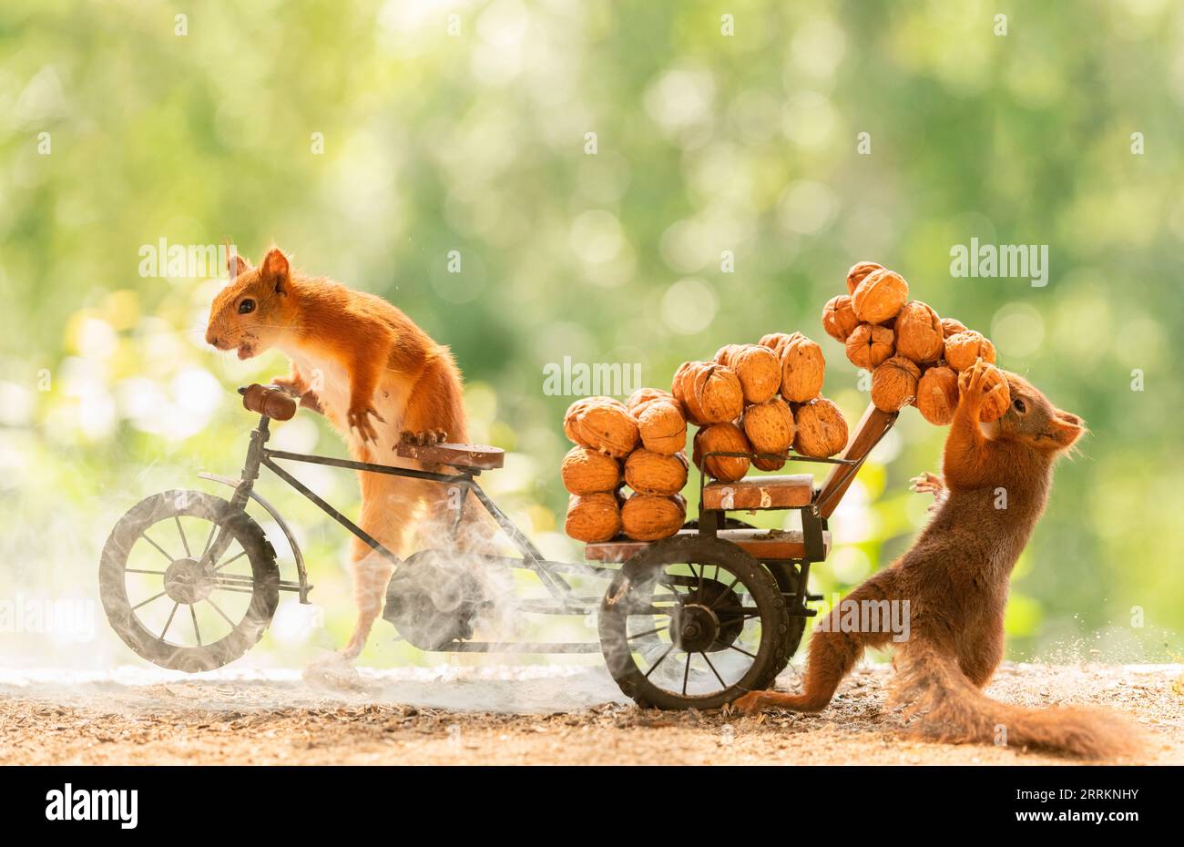 Rote Eichhörnchen mit einem Fahrrad mit Walnüssen Stockfoto