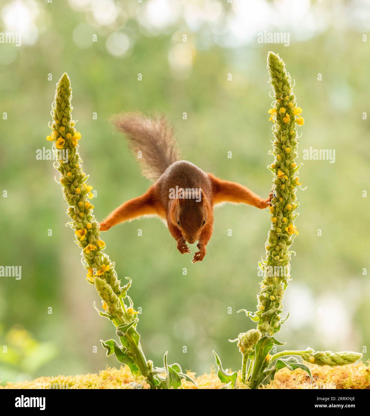 Rotes Eichhörnchen zwischen großen Mulleinblumen Stockfoto