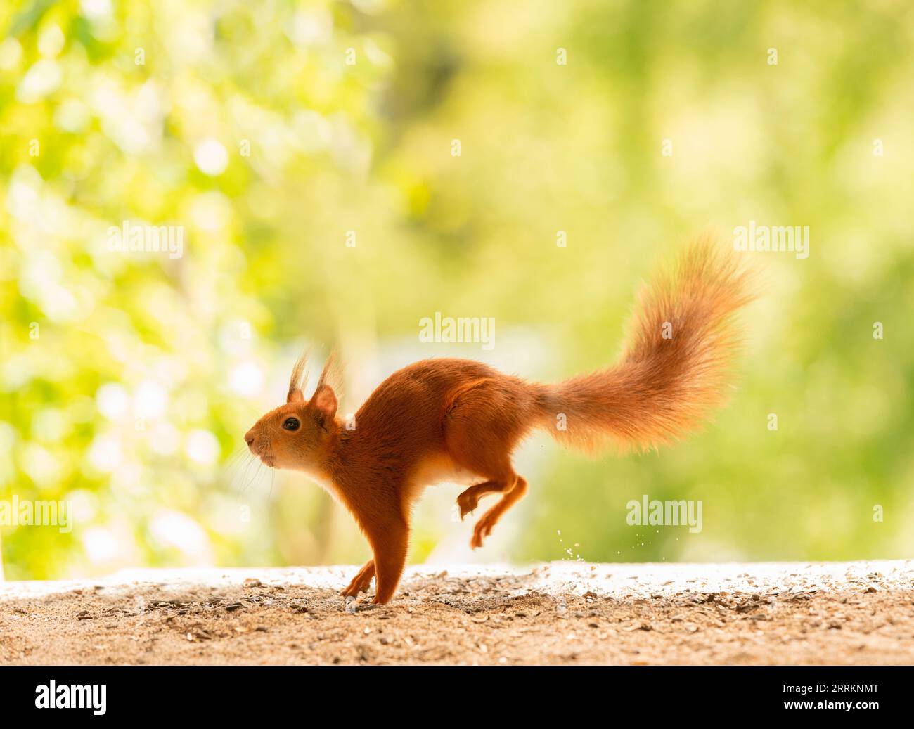 Rotes Eichhörnchen rennt auf dem Boden Stockfoto