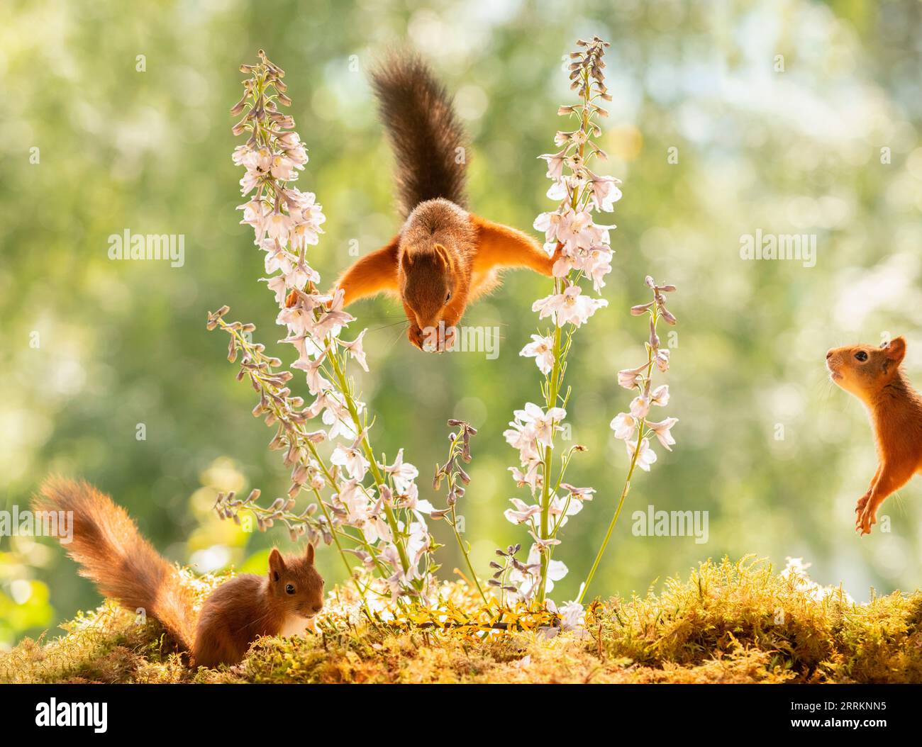 Rotes Eichhörnchen steht zwischen Delphiniumblüten Stockfoto