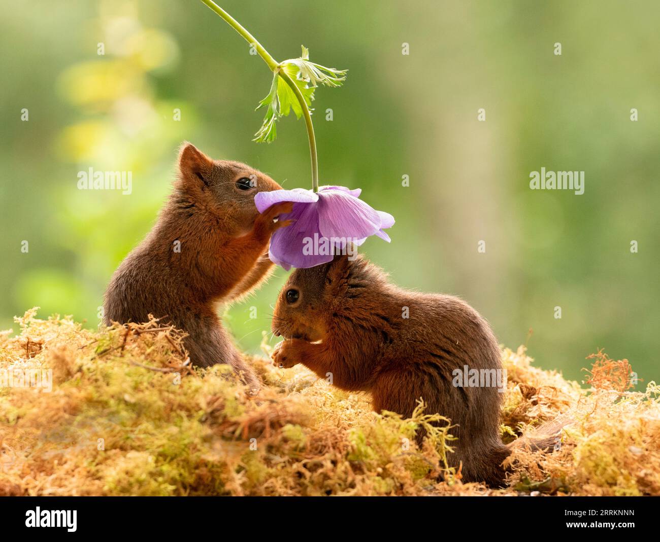Rotes Eichhörnchen mit einer Anemone Coronaria Stockfoto