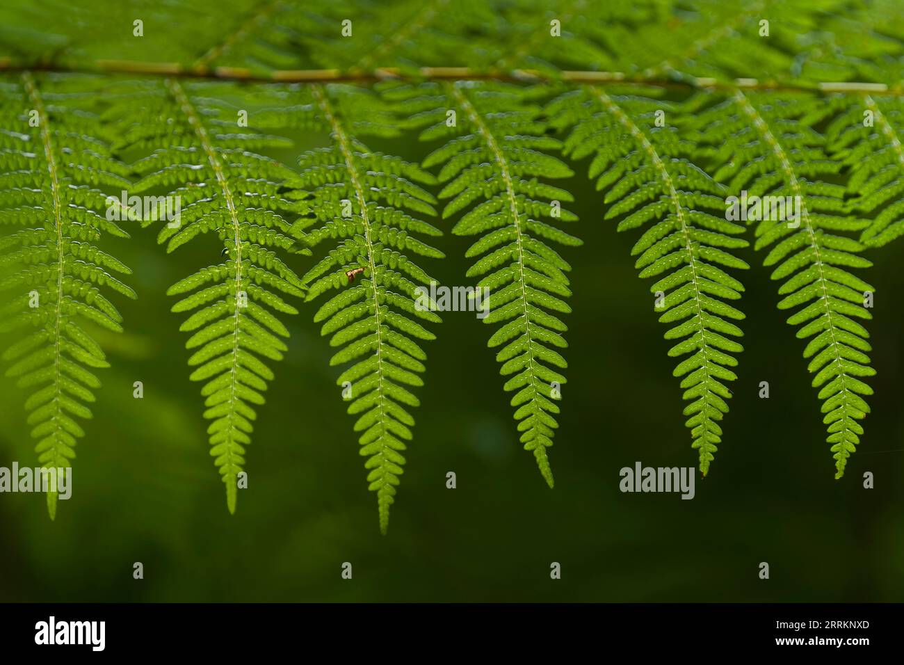 Brackenfarn (Pteridium aquilinum), Nahaufnahme, Naturpark Pfälzerwald, Biosphärenreservat Pfälzerwald-Nordvogesen, Deutschland, Rheinland-Pfalz Stockfoto