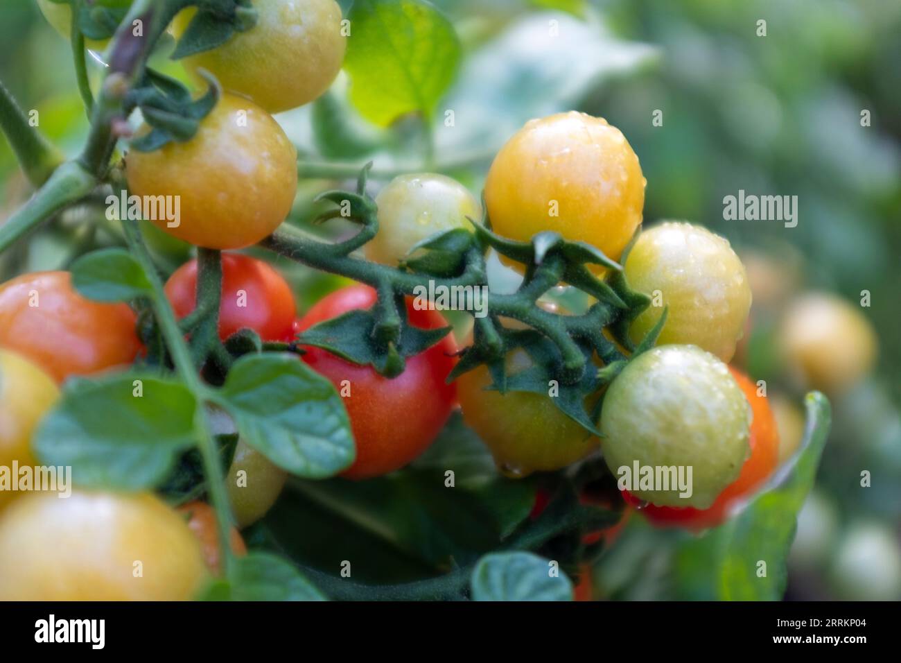 Kirschtomatenpflanze mit Früchten Stockfoto