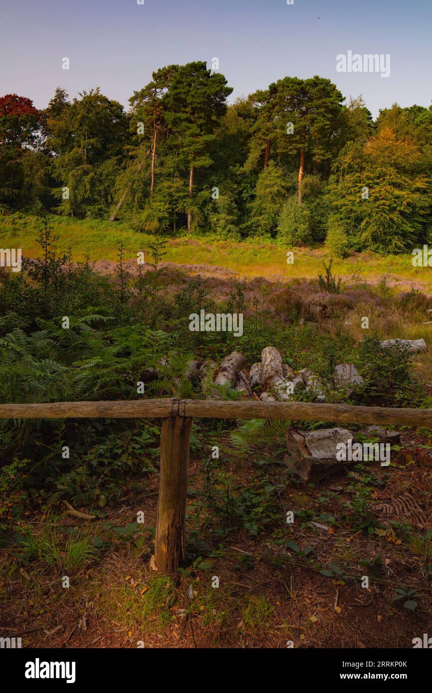 Drucken Sie die hochauflösende, intime Landschaft des Habitatmanagements im Darwin's Landscape Laboratory, Keston Mog, Greater London. Baumstämme, Heidekraut, Farne Stockfoto