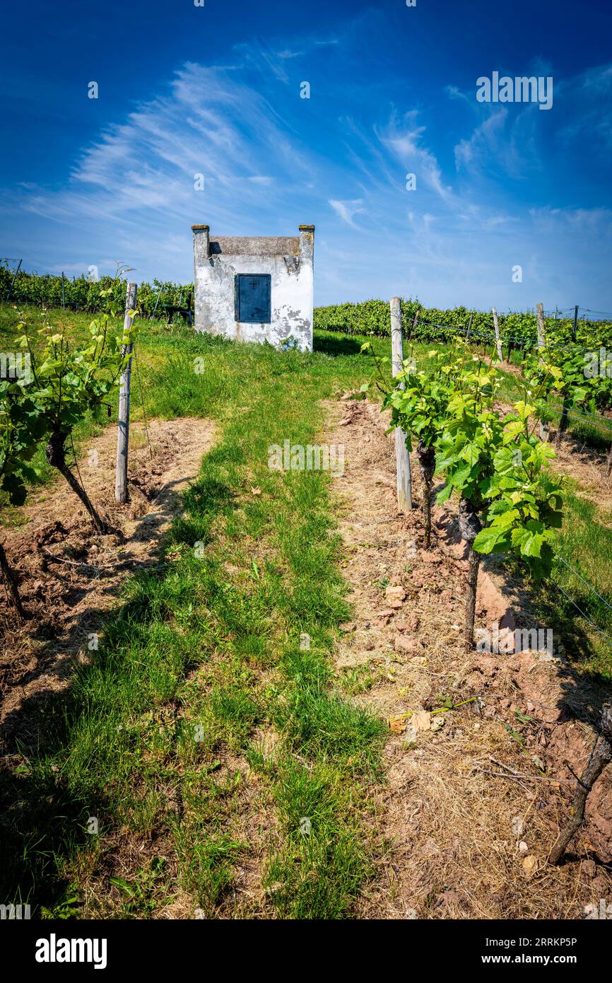 Trullo auf dem alten Feldweg bei Monsheim in Rheinhessen, ein Schutz bei widrigen Witterungsbedingungen, der dem apulischen Trulli nachempfunden ist Stockfoto
