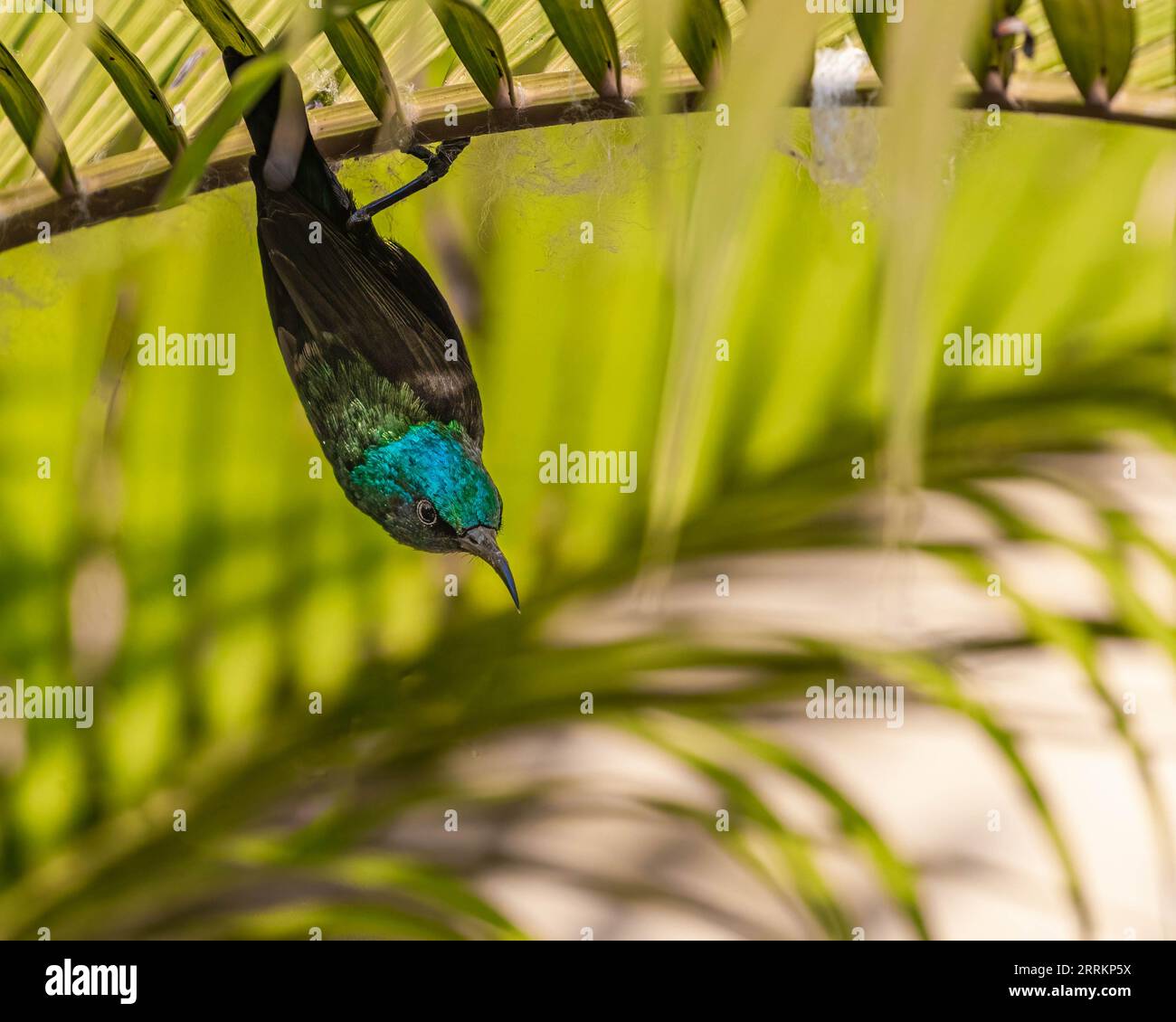 Ein männlicher lila Sunbird, der von einer Palme hängt Stockfoto