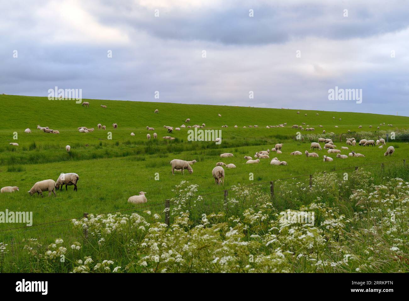 Landform bei Emden, Ostfriesland, Niedersachsen, Deutschland Stockfoto