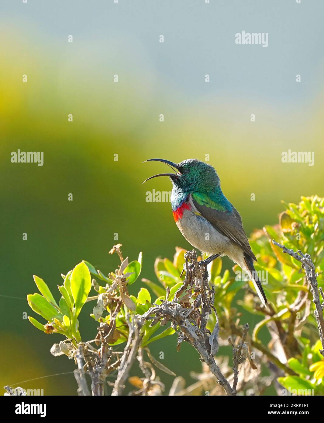 Südlicher Doppelhalssonnenvogel (Cinnyris chalybeus), Hermanus, Südafrika, Afrika Stockfoto