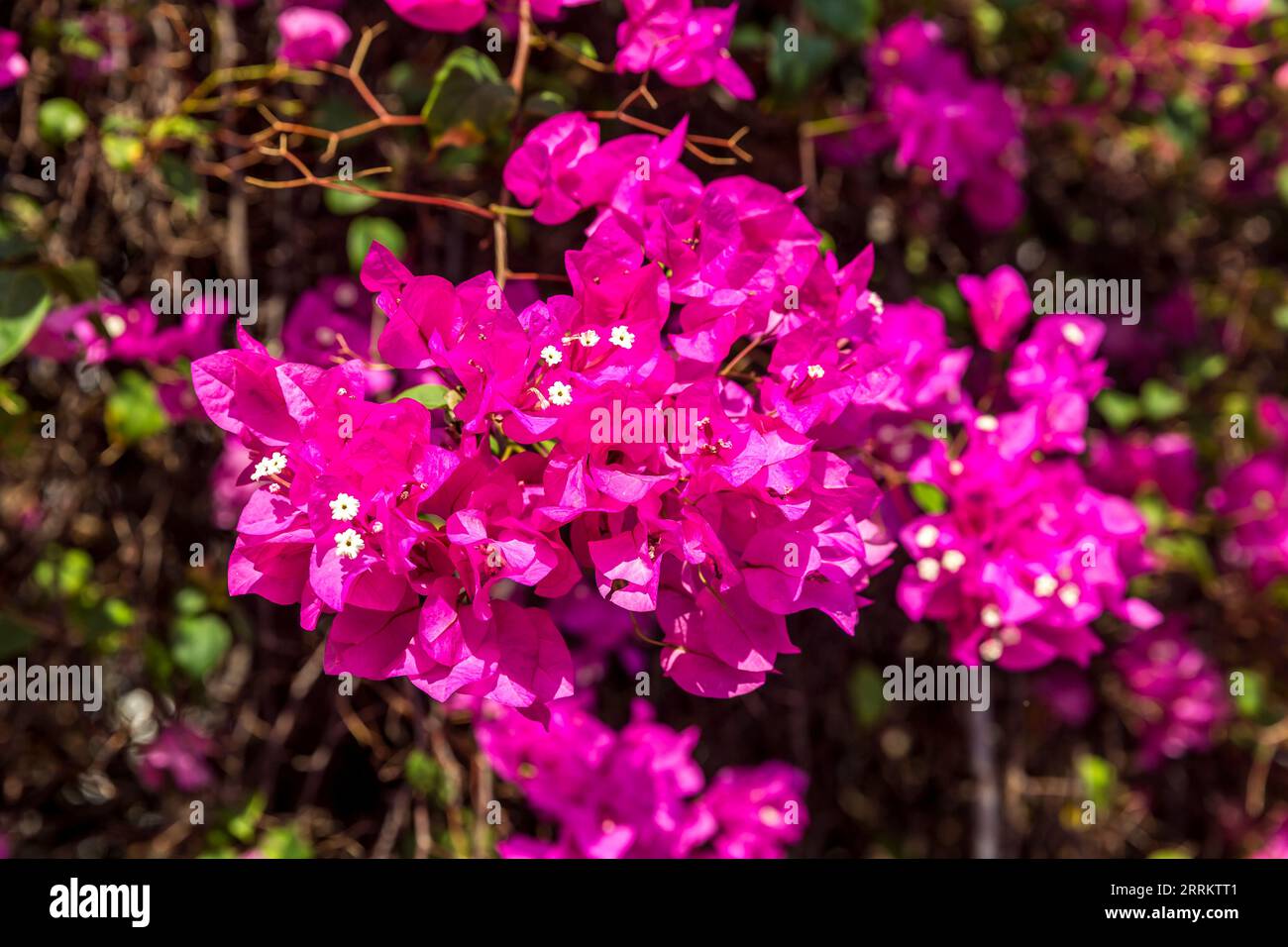 Bougainvillea am Talad Room Hood Railway Market, Maeklong Railway Market, in der Nähe von Bangkok, Samut Songkhram, Thailand, AsienThailand, Asien Stockfoto