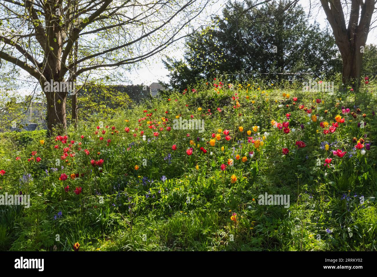 England, Kent, Maidstone, Leeds Castle, Leeds Castle Garden, Frühlingsblumen Stockfoto