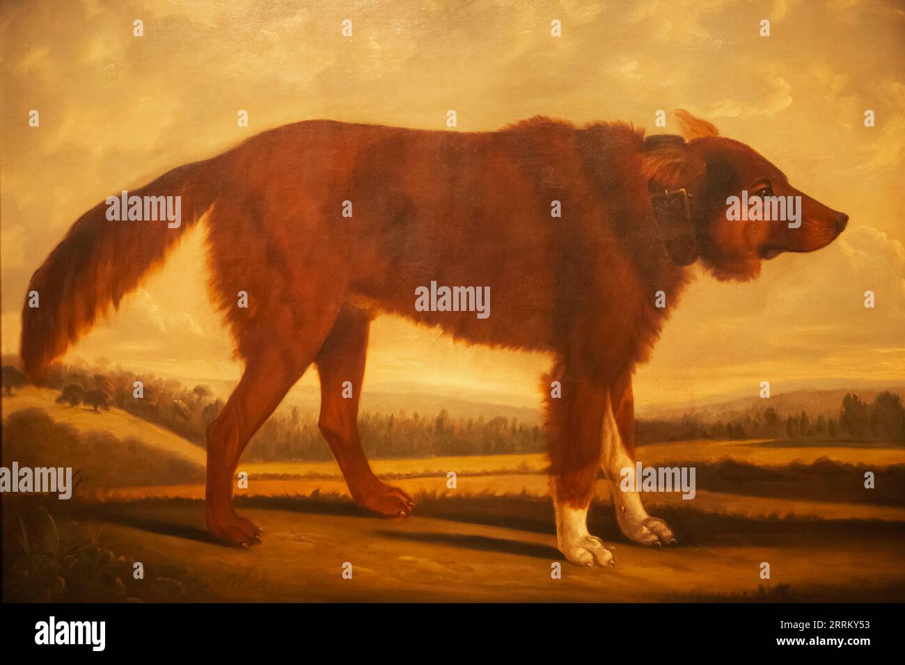 Gemälde von Lord Byrons Hund „Lyon“ (der Wolf Dog) von Clifton Tomson aus dem Jahr 1808 Stockfoto