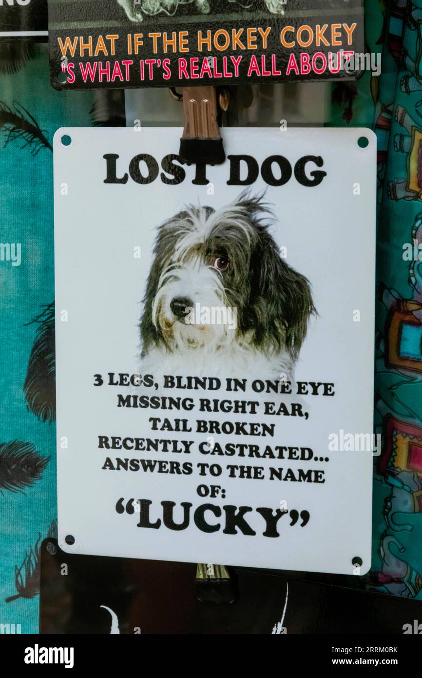 England, Sussex, East Sussex, Hastings, Die Altstadt, Lustiges Schild für verlorene Hunde im Schaufenster Stockfoto