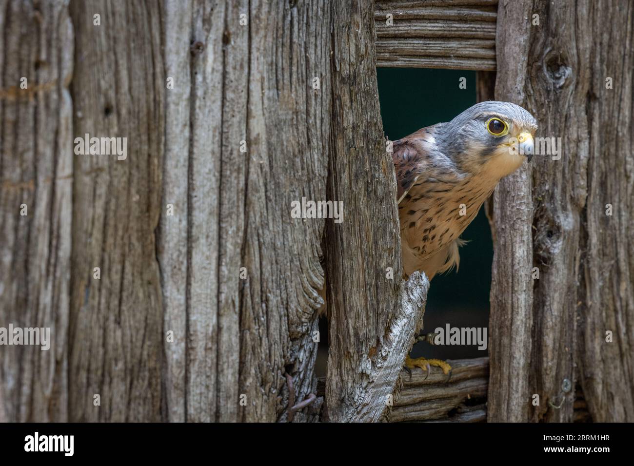 Turmfalken (Falco tinnunculus) sitzt wachsam da, zeigt auffälliges Gefieder und scharfe Sehkraft im natürlichen Tageslicht. Stockfoto