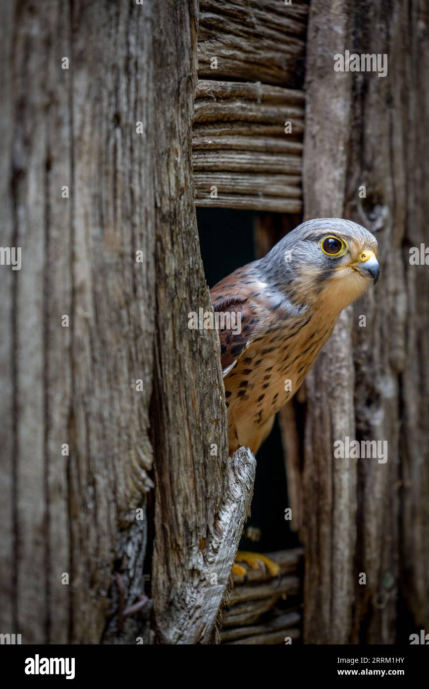 Turmfalken (Falco tinnunculus) sitzt wachsam da, zeigt auffälliges Gefieder und scharfe Sehkraft im natürlichen Tageslicht. Stockfoto