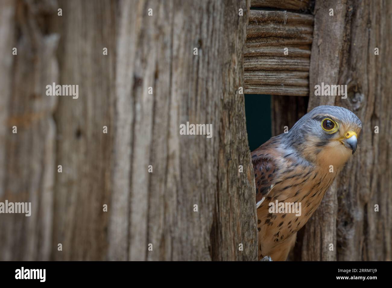 Turmfalken (Falco tinnunculus) sitzt wachsam da, zeigt auffälliges Gefieder und scharfe Sehkraft im natürlichen Tageslicht. Stockfoto