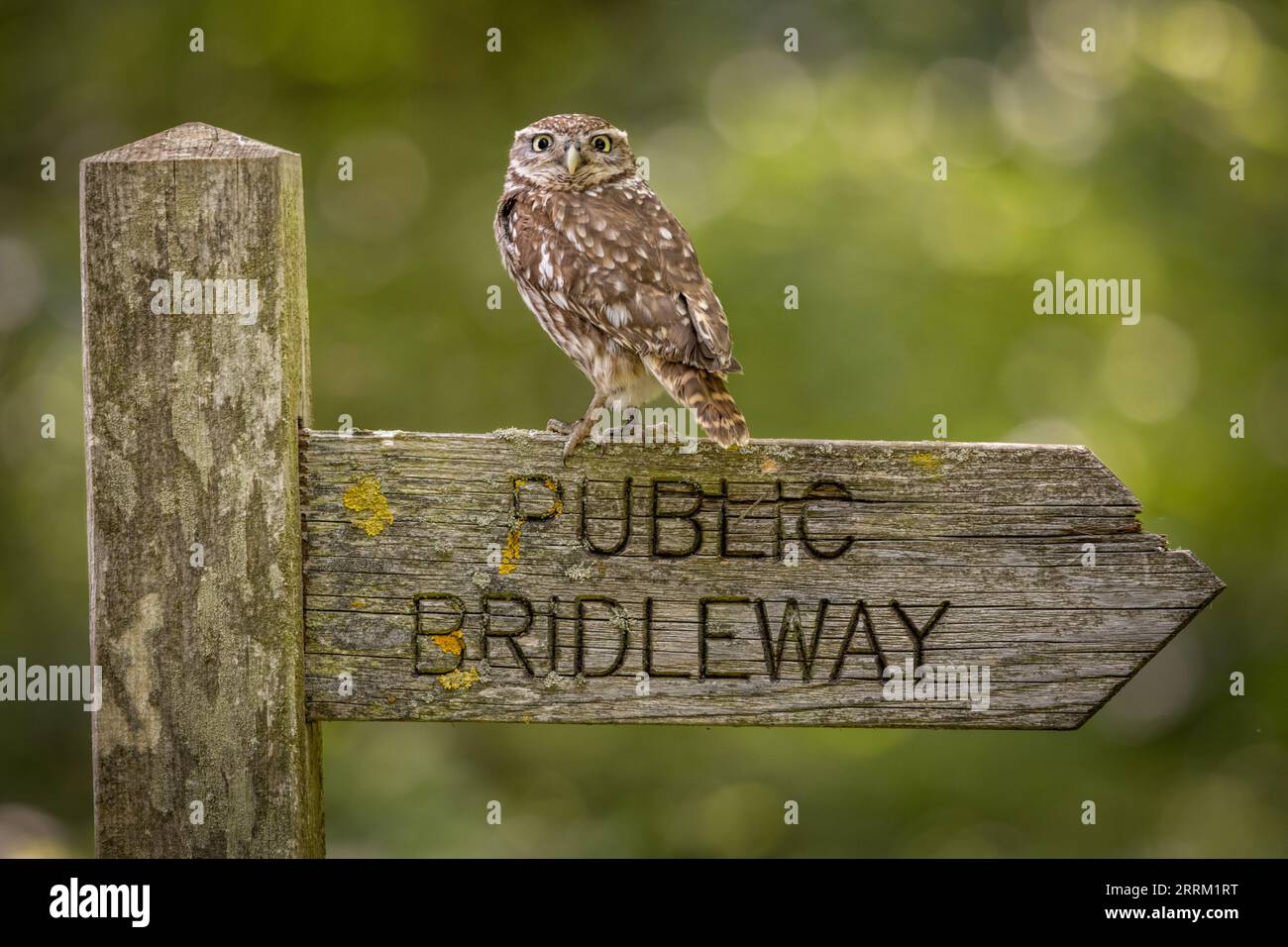 Kleine Eule, Wildtiere in Großbritannien. Eine kleine Eule, die in die Kamera schaut. Getarnter Greifvogel Stockfoto