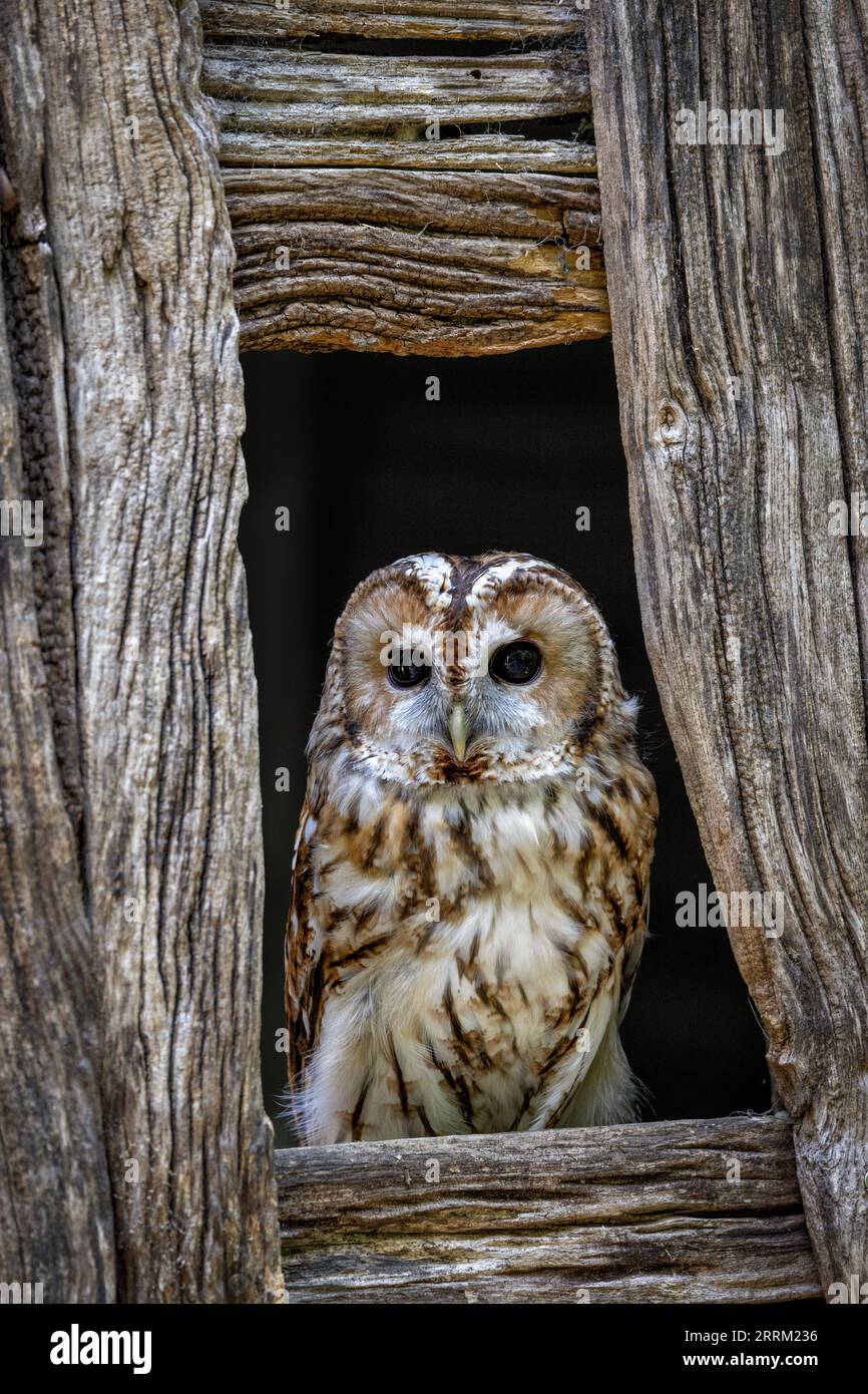 Rauhfußkauz (Strix aluco) sitzt aufmerksam da, zeigt sein sattbraunes Gefieder und dunkle ausdrucksstarke Augen im natürlichen Tageslicht. Stockfoto
