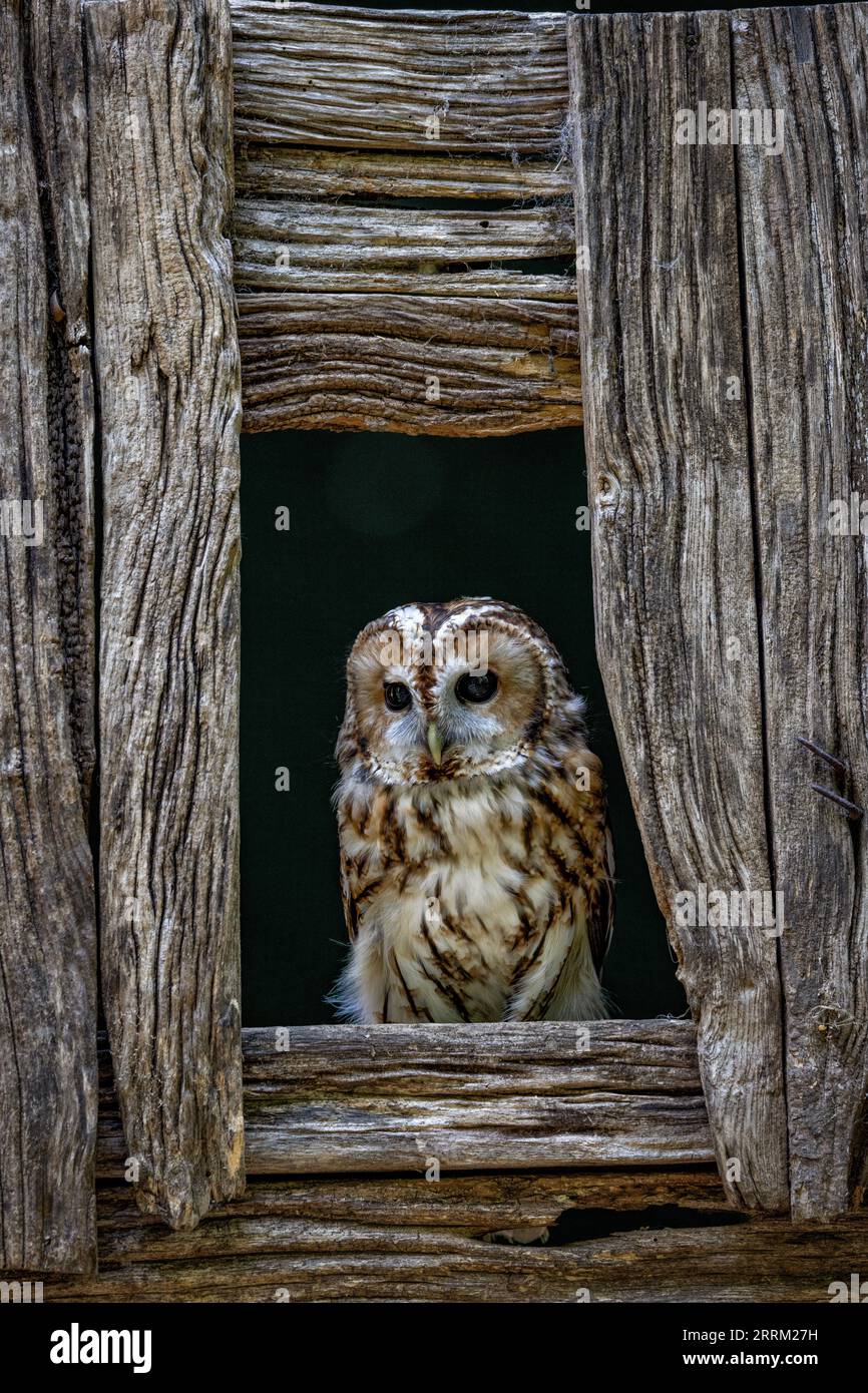 Rauhfußkauz (Strix aluco) sitzt aufmerksam da, zeigt sein sattbraunes Gefieder und dunkle ausdrucksstarke Augen im natürlichen Tageslicht. Stockfoto