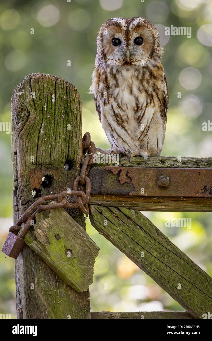 Rauhfußkauz (Strix aluco) sitzt aufmerksam da, zeigt sein sattbraunes Gefieder und dunkle ausdrucksstarke Augen im natürlichen Tageslicht. Stockfoto
