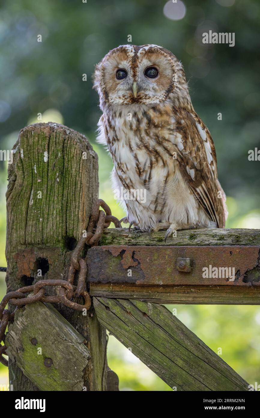 Portrait einer Waldohle (Strix aluco), einer einheimischen britischen Eule mit wunderschön gemusterten Federn und einem charakteristischen runden Gesichtsgefieder Stockfoto