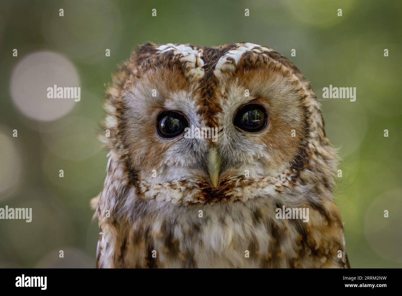Portrait einer Waldohle (Strix aluco), einer einheimischen britischen Eule mit wunderschön gemusterten Federn und einem charakteristischen runden Gesichtsgefieder Stockfoto