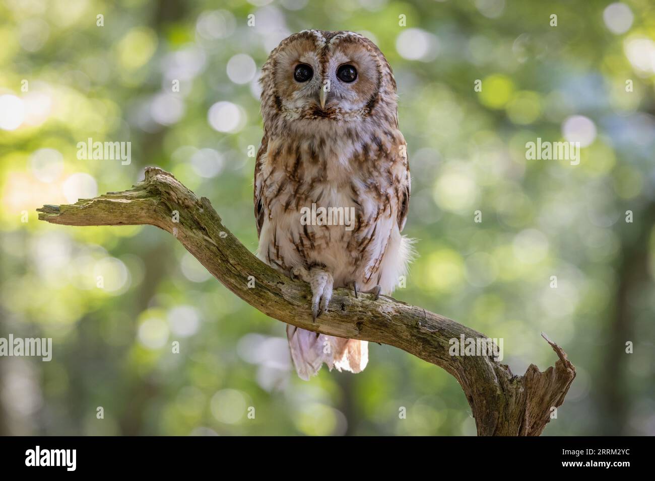 Habichtskauz (Strix aluco) ruht auf einer Stange und zeigt einen der bekanntesten nachtaktiven Raubvögel des Vereinigten Königreichs. Stockfoto