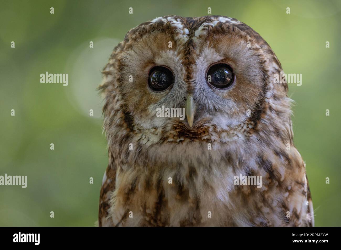 Habichtskauz (Strix aluco) ruht auf einer Stange und zeigt einen der bekanntesten nachtaktiven Raubvögel des Vereinigten Königreichs. Stockfoto