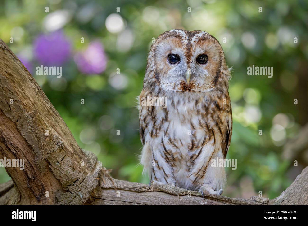 Habichtskauz (Strix aluco) ruht auf einer Stange und zeigt einen der bekanntesten nachtaktiven Raubvögel des Vereinigten Königreichs. Stockfoto