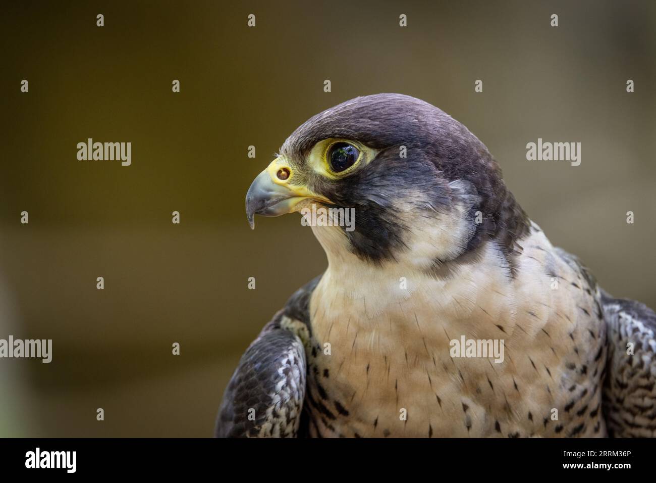 Turmfalke (Falco peregrinus) sitzt wachsam da, zeigt auffälliges Gefieder und kräftige Merkmale im natürlichen Tageslicht. Stockfoto