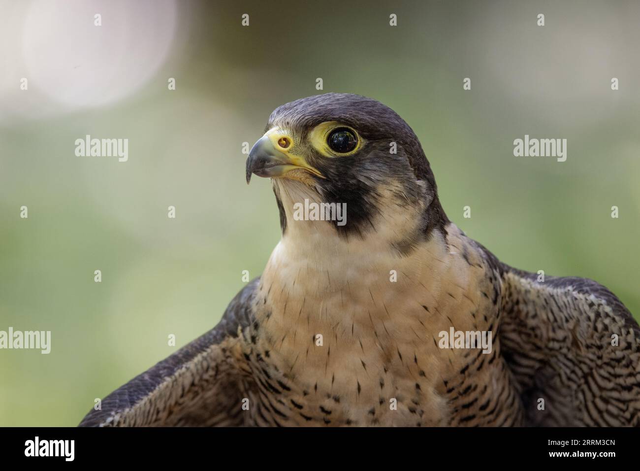 Turmfalke (Falco peregrinus) sitzt wachsam da, zeigt auffälliges Gefieder und kräftige Merkmale im natürlichen Tageslicht. Stockfoto