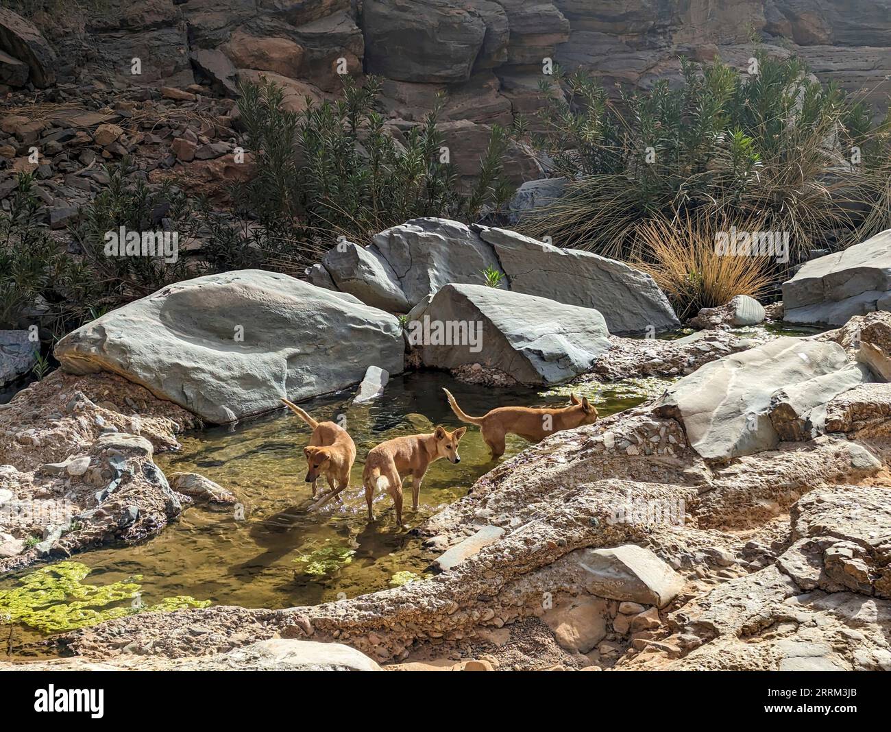 Drei wilde Hunde, die in einem Teich in der marokkanischen Amtoudi-Schlucht fischen, große Felsen im Hintergrund Stockfoto