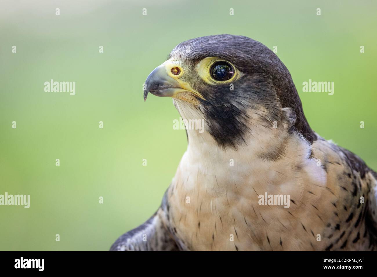 Turmfalke (Falco peregrinus) sitzt wachsam da, zeigt auffälliges Gefieder und kräftige Merkmale im natürlichen Tageslicht. Stockfoto