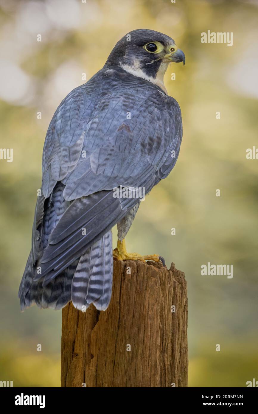 Portrait eines Wanderfalken (Falco peregrinus), ein einheimischer britischer Raubvogel mit scharfem Sehvermögen und hakigem Schnabel. Stockfoto