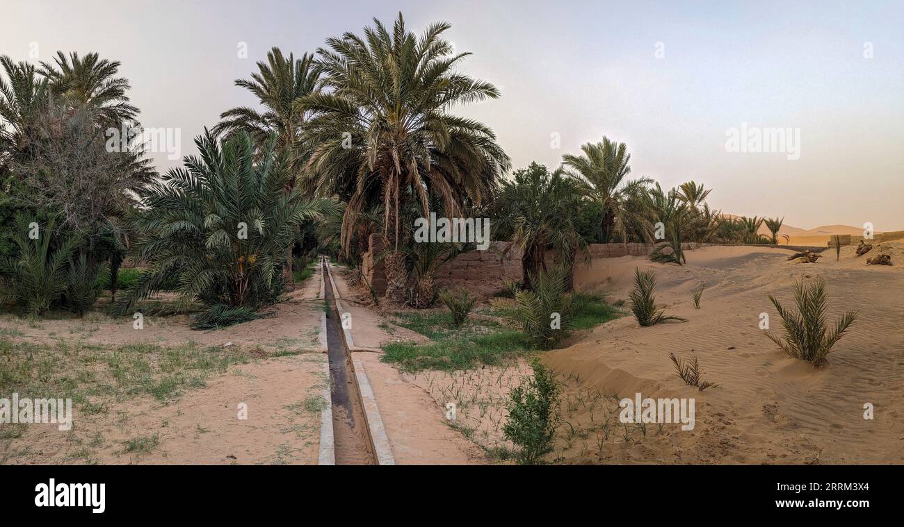 Spaziergang durch den Igrane-Garten in der Nähe von Merzouga, einer typischen landwirtschaftlichen Oase mit kleinen Kanälen, Marokko Stockfoto